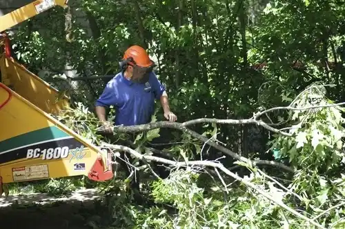 tree services De Kalb